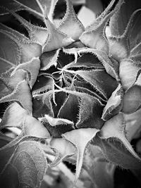 Close-up of leaves