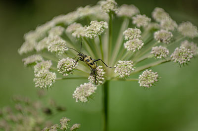 Close-up of insect on plant