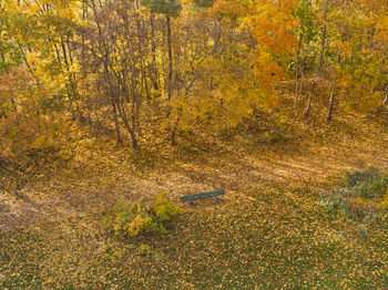 Trees in forest during autumn