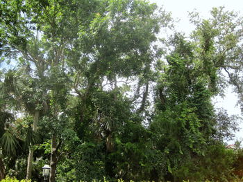 Low angle view of trees in forest