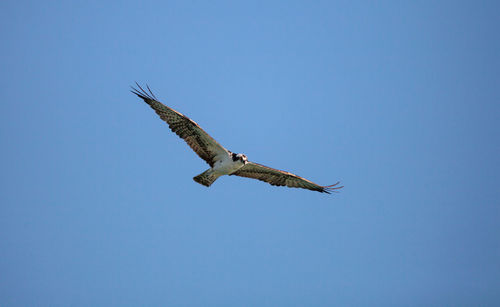 Osprey bird of prey pandion haliaetus flying across a blue sky over clam pass in naples, florida 