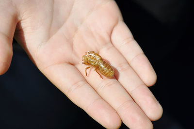 Close-up of hand holding lizard