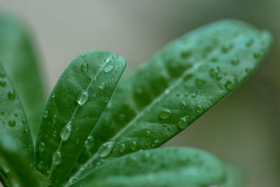 Close-up of raindrops on leaves