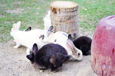 Cats lying in a field