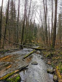 Plants and trees in forest