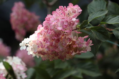 Close-up of pink flowering plant