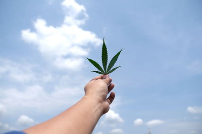 Hand holding plant against sky