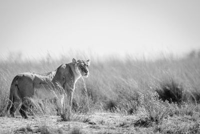 Cat in a field