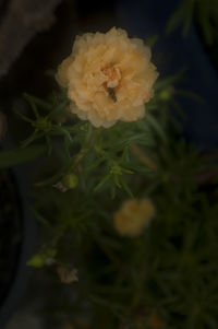 Close-up of yellow flowers