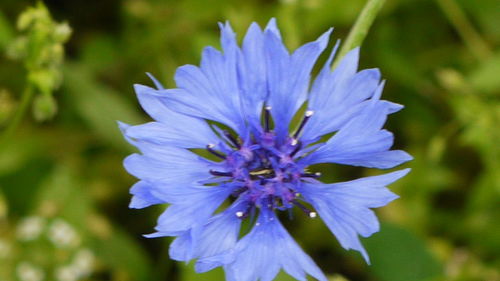 Close-up of purple flower
