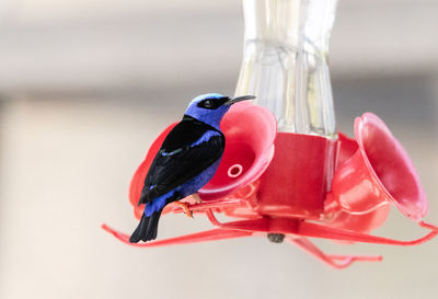 Perched on a feeder is a red legged honeycreeper cyanerpes cyaneus eating nectar in peru.