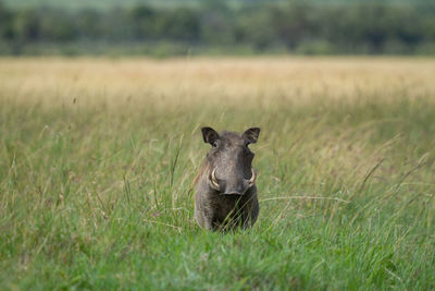 Portrait of an warthog in grass