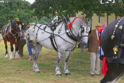 Horses on field