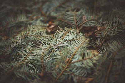 Close-up of fresh green leaf