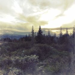 Scenic view of forest against sky