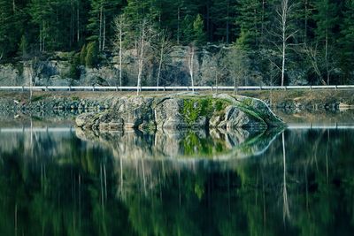 Scenic view of lake in forest