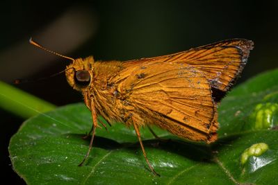Close-up of butterfly on leaf