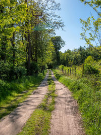 A dirt road in the sun.