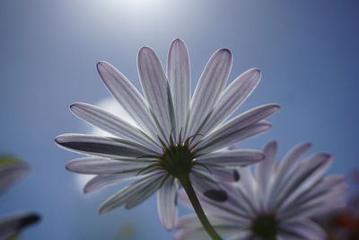 Close-up of flower