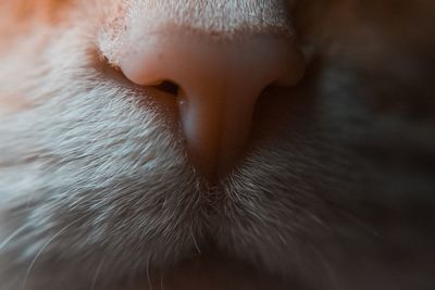 Close-up of cat