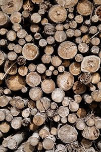 Full frame shot of logs in forest