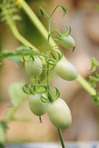 Close-up of fruit growing on plant