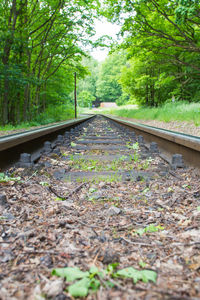 Railroad track amidst trees in forest