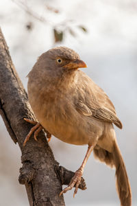 Jungle babbler - argya striata - perching on a branch and looking.