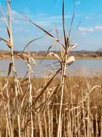 Close-up of stalks in field against sky