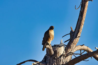 Low angle view of birds perching on tree against sky