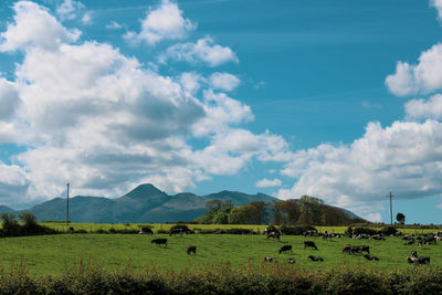 Scenic view of agricultural field against sky