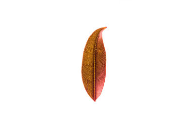 Close-up of red leaf against white background