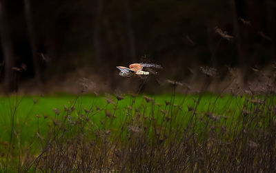 Bird flying in a field