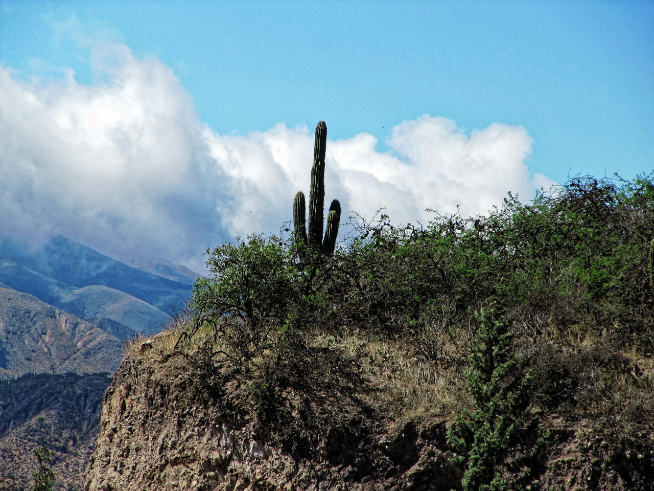 CACTUS PLANTS AGAINST MOUNTAIN