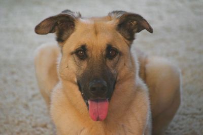 Close-up portrait of a dog