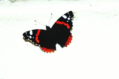 Butterfly perching on leaf