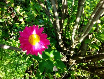 Close-up of pink flowering plant