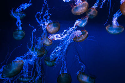 Jellyfish swimming in sea