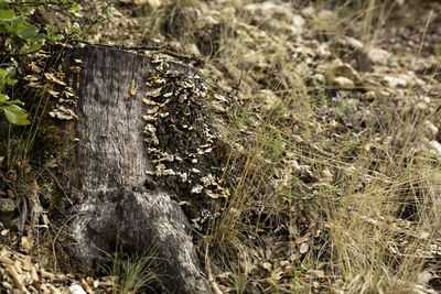 High angle view of crab on field