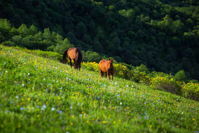 Horses graze in the mountains