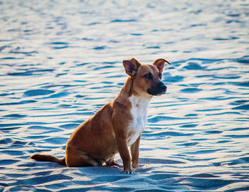 View of a dog in water