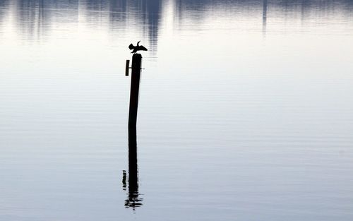 High angle view of a bird on lake