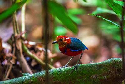 Close-up of bird perching on branch