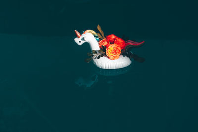 Close-up of a bird toy