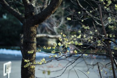 Close-up of bare tree branches during winter