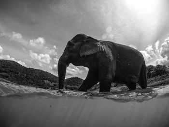 Elephant in lake