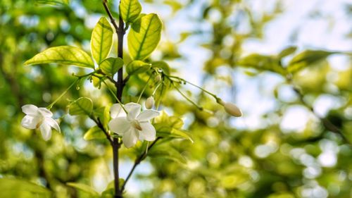 Wild water plum, white flower in garden.