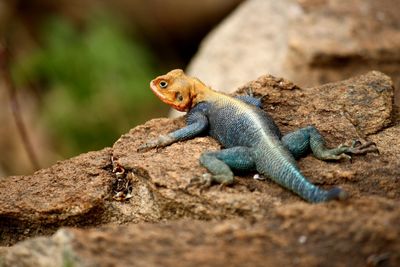 Close-up of lizard on rock