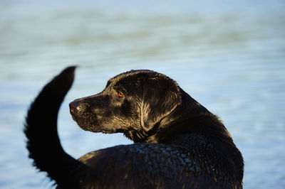 Close-up of black labrador retriever looking away