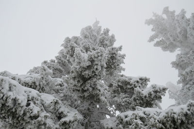 Low angle view of tree against clear sky during winter